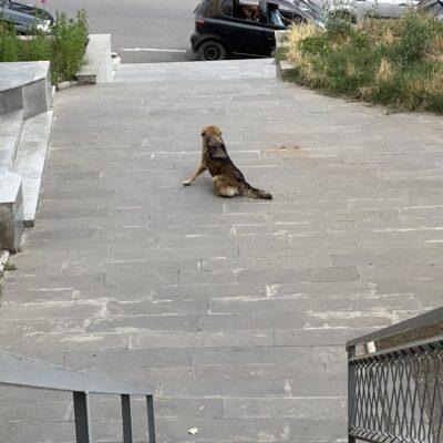 Жители Ахалцихе говорят об увеличении количества бездомных собак