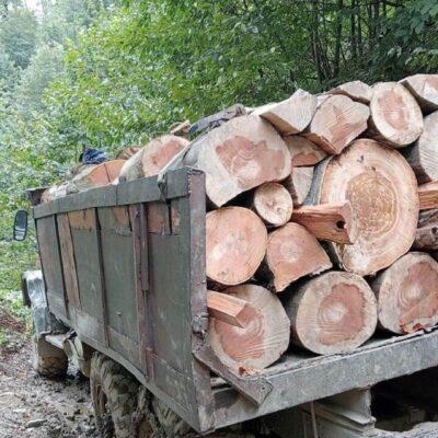 Нарушения незаконного лесопользования в Самцхе-Джавахети