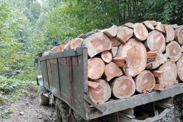 Нарушения незаконного лесопользования в Самцхе-Джавахети