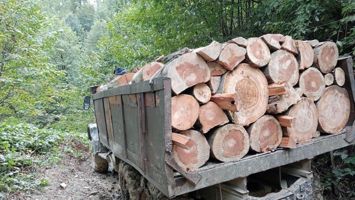 Нарушения незаконного лесопользования в Самцхе-Джавахети