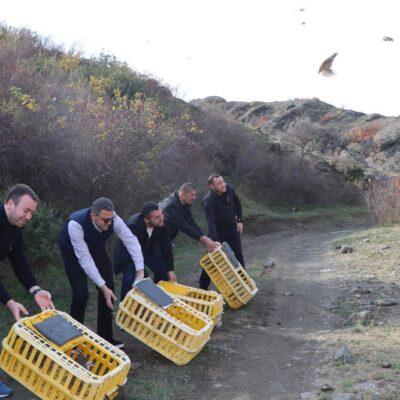 Սամցխե-Ջավախքում  կաքավներ են բաց թողնվել պոպուլյացիան վերականգնելու և բազմացնելու համար