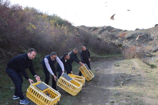 Սամցխե-Ջավախքում  կաքավներ են բաց թողնվել պոպուլյացիան վերականգնելու և բազմացնելու համար